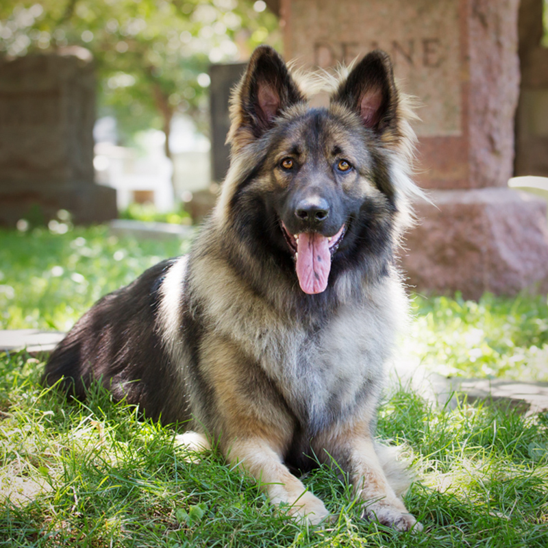 A Shiloh Shepherd dog